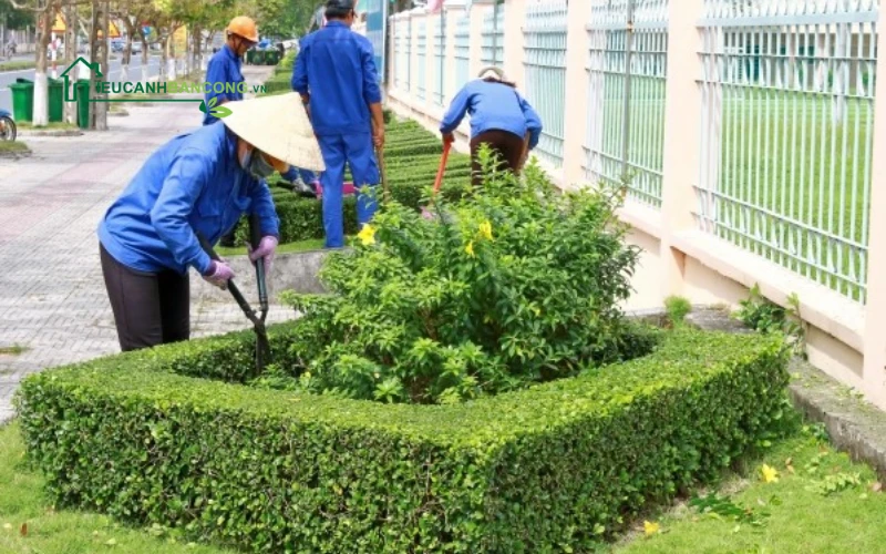 đội ngũ nhân viên tieucanhbancong.vn chăm sóc cây cảnh