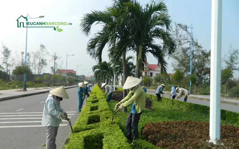 Chăm sóc cây cảnh