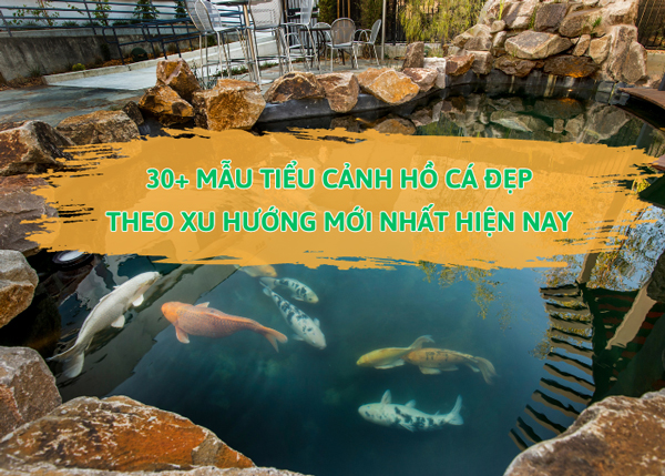 mẫu tiểu cảnh hồ cá đẹp