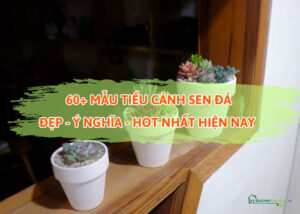 mẫu tiểu cảnh sen đá đẹp