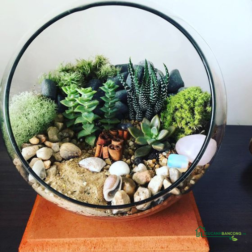 tiểu cảnh sen đá terrarium đẹp 